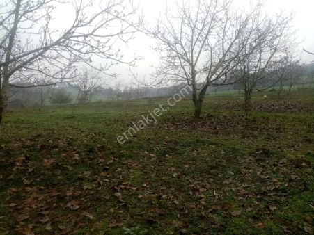 Balıkesir İvrindi Gökçeyazı Köseağılları Nda Demirdağ Emlaktan Satılık Cevizli Tarla.