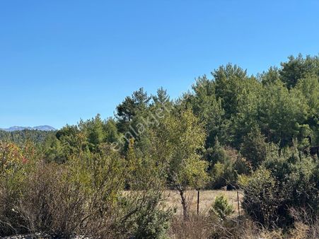 Antalya Akseki Bucakkışla Mahallesi Satılık Tek Tapu Tarla