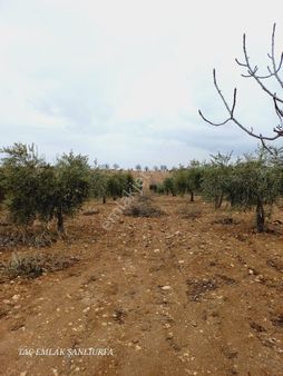 Şehire 5 Km Uzaklıkta 20 Dönüm Müstakil Tapulu Fıstıklık