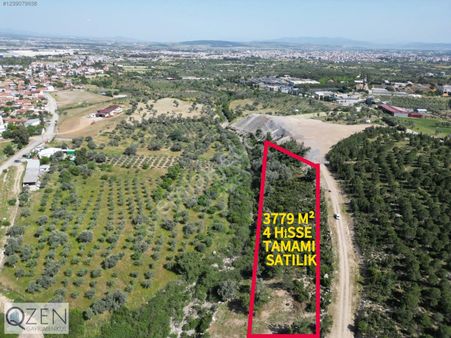 Qzen'den Görece De 3779 M2 Tek Tapu Zeytinlik