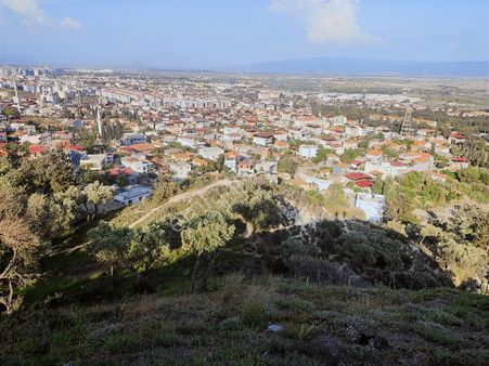 Century21 Işıltı' Dan Söke'de Yatırımlık Zeytin Arazisi