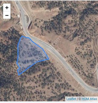 Century21 Işıltı'dan Sultanhisar'da Hazır Zeytin Arazisi