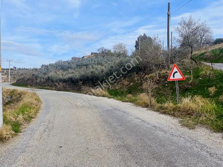 Century21 Işıltı'dan 586 M2 İçinde 30 Ağaçlı Zeytin Arazisi