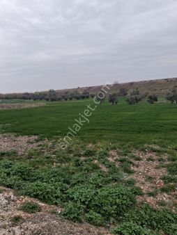 Manisa Şehzadeler Karaoğlanlı Satılık Zeytinlik