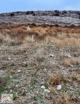 Köprübaşı Sargaçta 29.000m2 Asvalt Yola Cephe Tarla