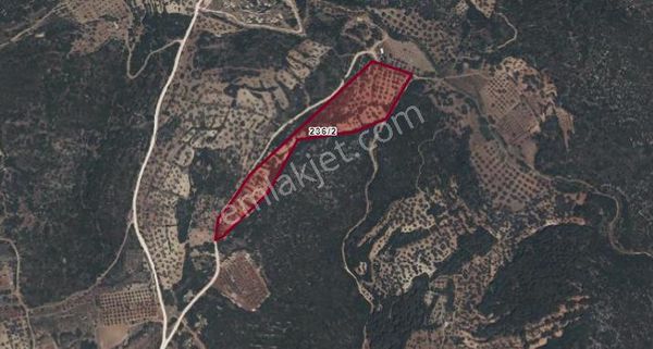 Çeşme Germiyan'da Zeytin Ağaçlı Toplam 33 Dönüm Satılık Tarla!