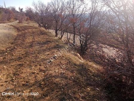 Aydın Karacasu Yaylada Hobi Bahçesi 3,600 M2