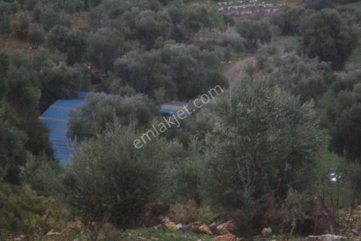 İzmir Torbalı Gold Emlaktan Satılık Zeytinli Tarla