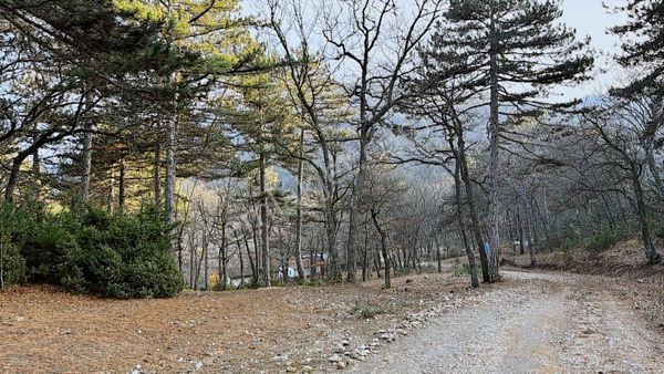 Bilecik Bozüyük Ormangüzle Köyünde 2.339 M2 Satılık Çamlık