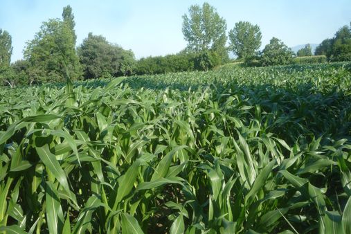 İzmir Torbalı Gold Emlaktan Satılık Kıymetli Tarla..