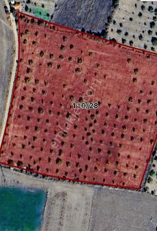 Uşak Eşme İsalar Köyünde 25178m2 Satılık Ceviz Tarlası