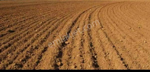 Satılık Tarla * Hayvancılık Yapmaya Uygun