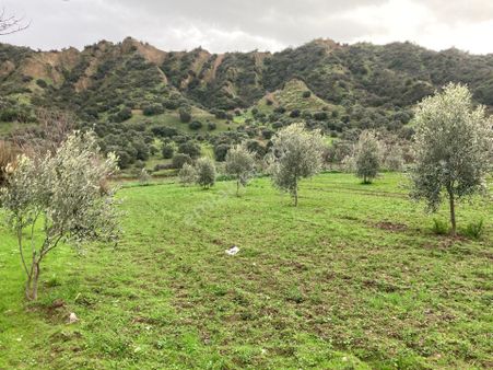 Araç Takaslı Nazilli Yakını Kestel Mah Köyiçi İmarlı Arsa Ve Bahçe 1446 M2