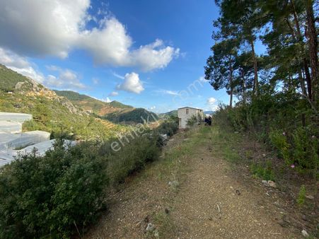 Zeytinlik İçinde 2 Katlı Ev | Sulama & Havuz Var | Orman Yanı