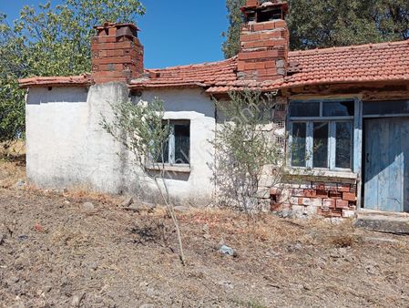 Denize 5 Km Mesafede 9.928 M² Numarataşı Suyu Ve Elektrik Abonesi Olan Zeytinlik