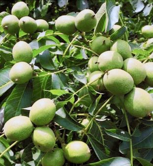 Trendarsadan 12400 M2 Merkeze Yakın Ceviz Bahçesi