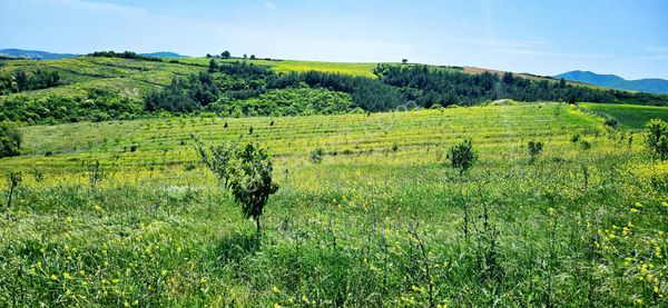 Takas+nakit Kazançlı Yatırım Hayelinizdeki Çiftliği Kurmak İçin Mera Cepheli Arazi
