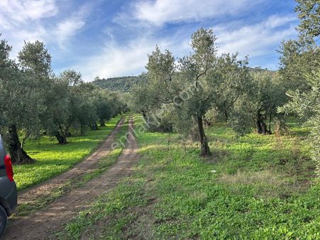 İdenova Gayrimenkul'den Çepnide Kadastro Yoluna Cepheli Satılık Zeytinlik