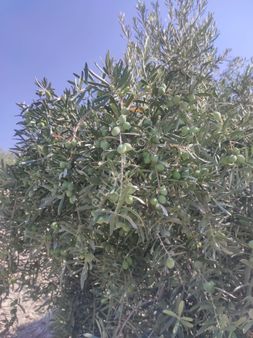 Şehir Emlak Gayrimenkul Den Mut Da Satılık Zeytin Bahçesi