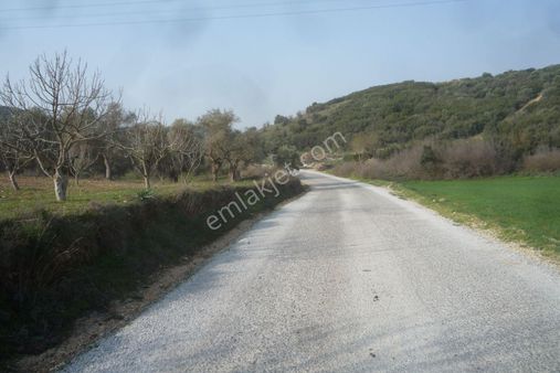 İzmir Torbalı Gold Emlaktan Satılık Zeytinli Tarla