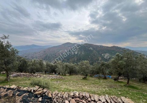 Balıkesir Burhaniye Kuyucak Deniz Manzaralı Satılık Zeytinlik
