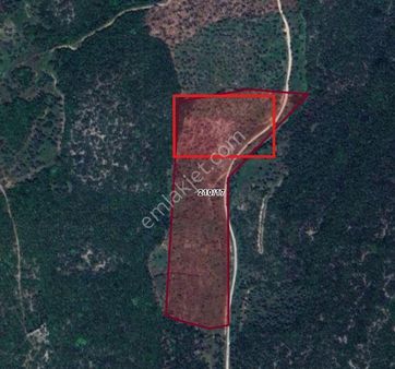 Torbalı Ahmetlide Kadastral Yol- Köy İçi Civarı Fırsat Zeytinlik