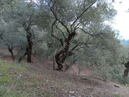 Bayındır Ergenli Değerlenen Bölgede Satılık 1144 Mt2 Zeytinlik
