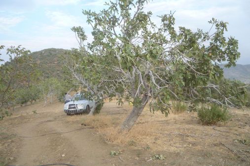 İzmir Torbalı Gold Emlaktan Bayındırda Satılık Harika Meyve Bahçesi