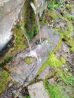 'sakarya Kocaali Koğukpelit 9366 M2 Satılık Fındık Bahçesi'