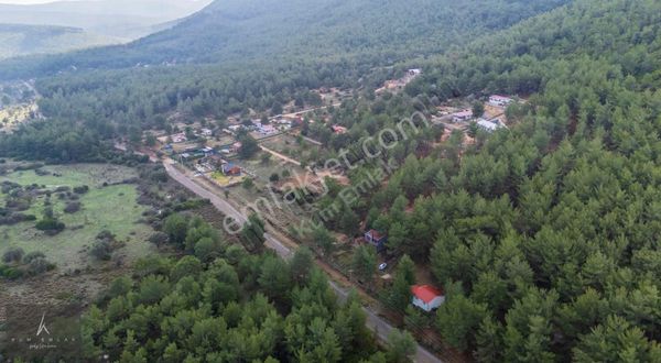 İzmir Urla'da Satılık Yatırımlık Zeytin Ağaçlı Tarla