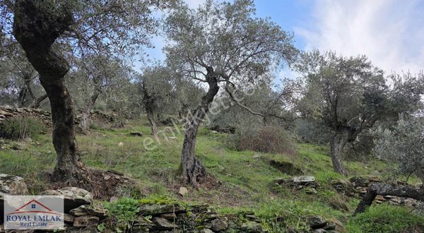 Muğla Milas Önünde Dere Akan Satılık Zeytinlik
