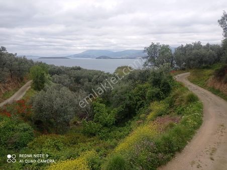 Cihan Emlak - Satılık Edincikte Denize 357m, Yola 18m Cepheli, Tek(müstakil) Tapulu 550m2 Zeytinlik