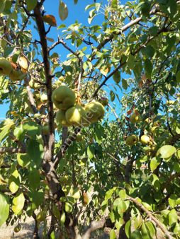 Köye Yakın Tarla Doğanın İçinde