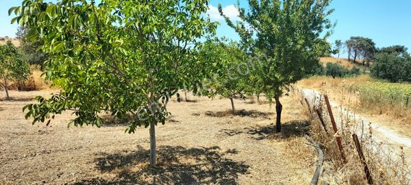 Çanakkale Merkez Dümrek'te Kapı Numaralı Bağ Evi Ve 65 Yetişkin Ağaç