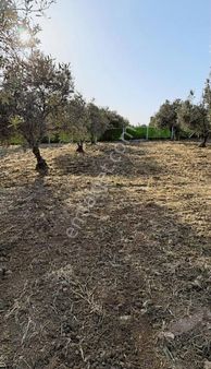 Balıkesir Gömeç Mh Lesinde Zeytinlik