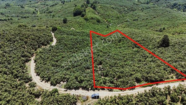 2 Ton Mahsül Garantili Karapelit Mah Fındıklık