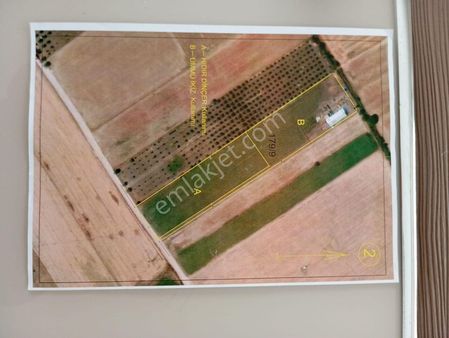 Fırsat! Dikili'nin Demirtaş Köyünde Acil Satılık 5436 M2 Tarla