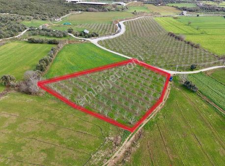 Coşar Emlaktan 5 Dönüm Bakımlı Ceviz Bahçesi