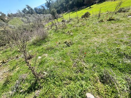 Ege'de, Muğla-bodrum Yoluna 100 Metre | 2.268 M² Düz Tarla