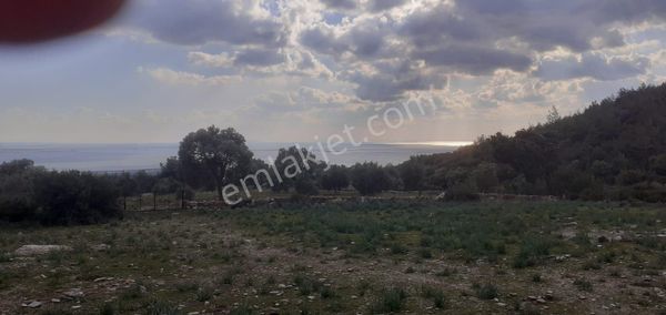 Satılık Tarla * Orta Burun Mevkii