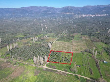 Bursa Orhangazi Çakırlı Göl Manzaralı Satılık Tarla