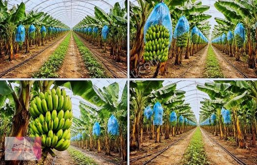 Mersin Anamur Da 3582 M2 Satılık Muz Serası