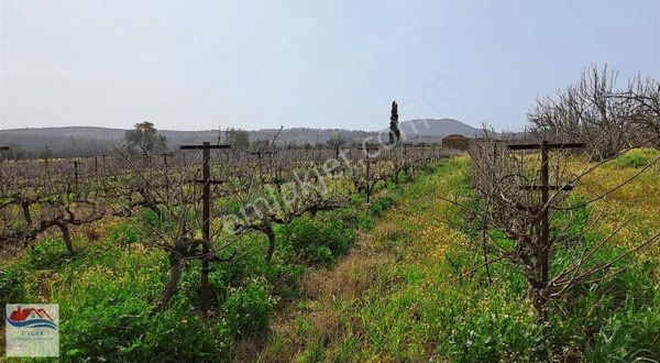 Aydın Kuşadası Çınarköyü Kahvederesi Mevkisi