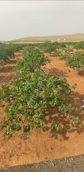 📍nf Emlaktan Satılık 50 Yaşında Fıstıklık Tarla