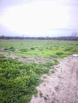 Pw Plus'dan Bursa'nın En Verimli Mevkisi İğdir'de Armut Bahçesi