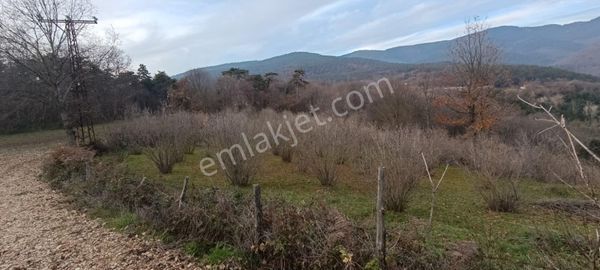 Bolu Mudurnu Bektemirler Köyü Akçaalan Mah. Satılık Fındık Bahçe