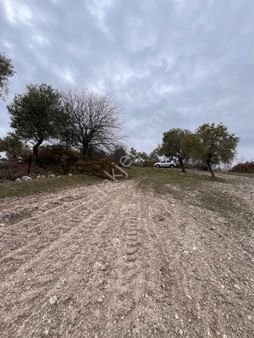 Şehzadeler Kağan Mah 431m2 Tek Tapu Köy Dibinde Hobi Bahçesi Arayın Yardımcı Olalım