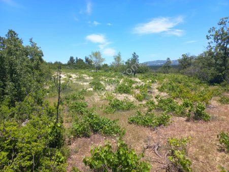 11 Dönüm Müstakil Tapu Bağ