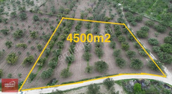 Soma Emlak* Öveçli Altı Şahane Zeytinlik