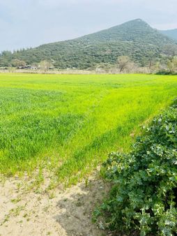 Kurşak Ta Asfalf Yola Cepheli Satılık Tarla 11415 M2